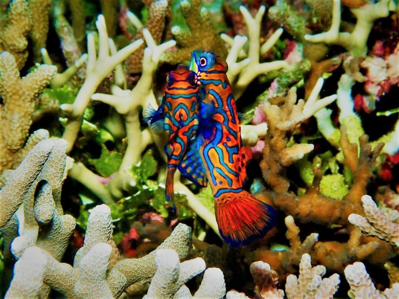 Apo Diver Beach Resort Сан-Хуан Екстер'єр фото